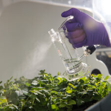 D_Expertises_2-vegetal_Vegenov_Protection