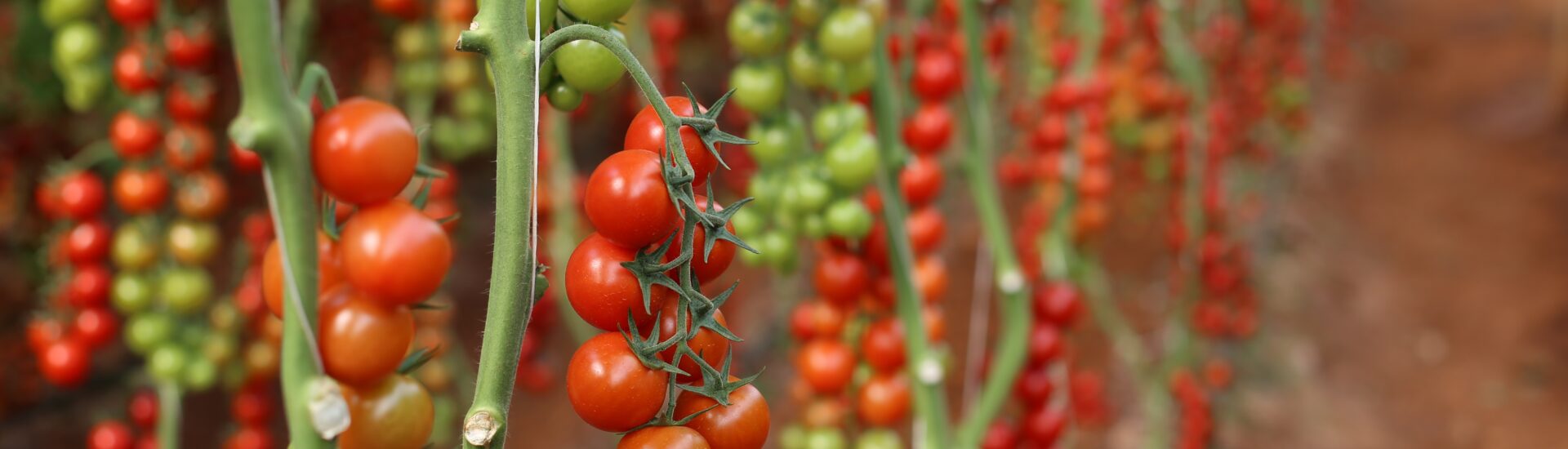 Tomates en serre