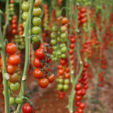 Tomates en serre