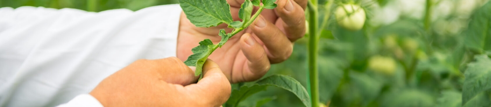 Plant Technologist