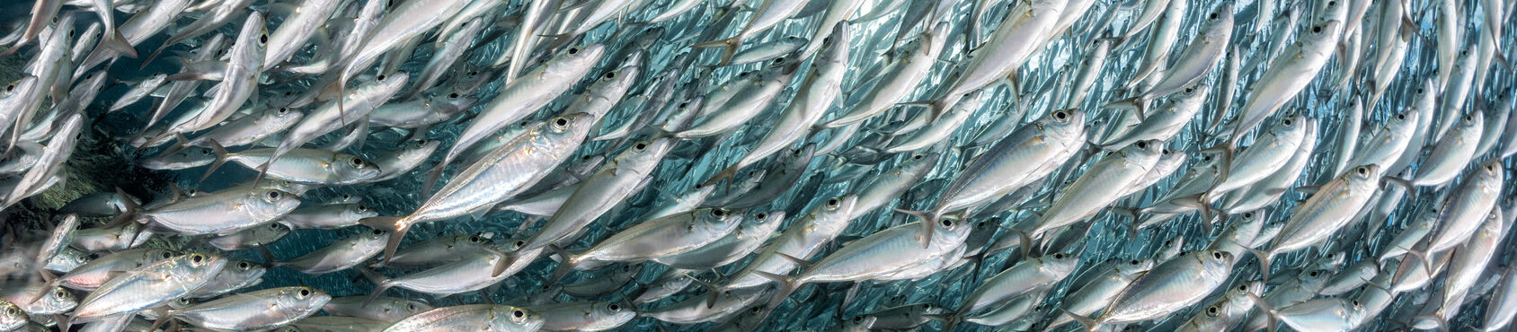 sardine school of fish underwater