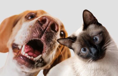 innozh et petfood