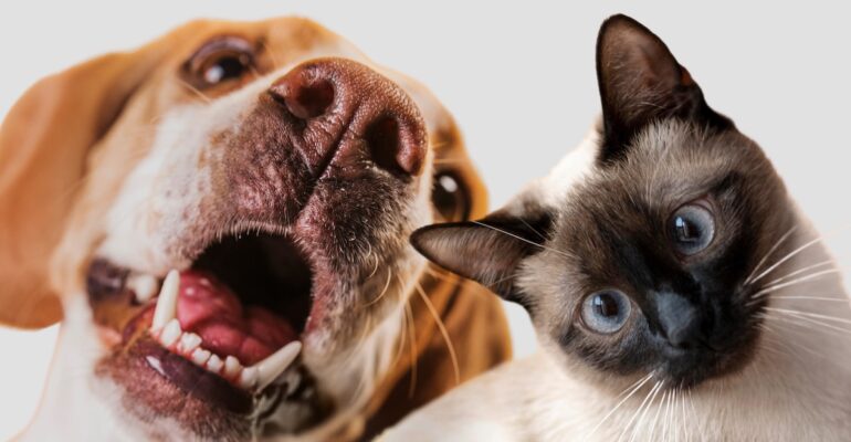 innozh et petfood