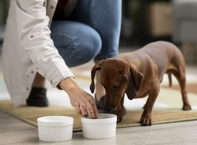 nourrir animal compagnie