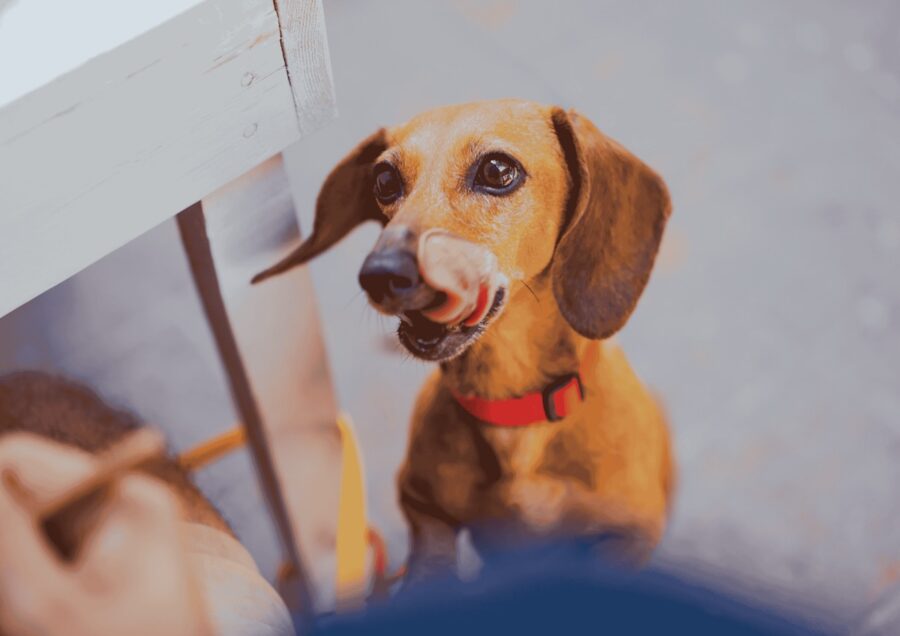 dog petfood_Los Muertos Crew de Pexels