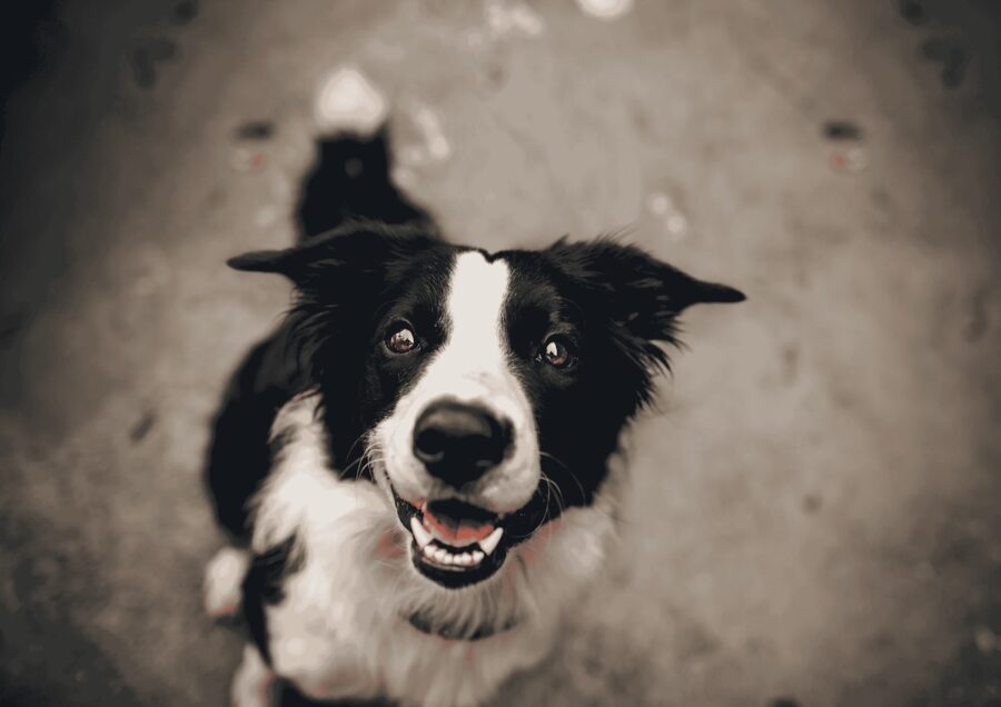 _PETFOOD_Helena Lopes de Pexels_canva licence 2025